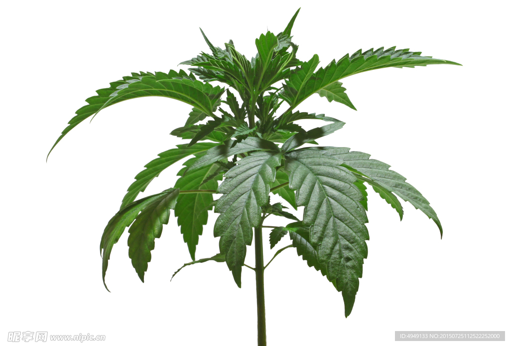 野生大麻