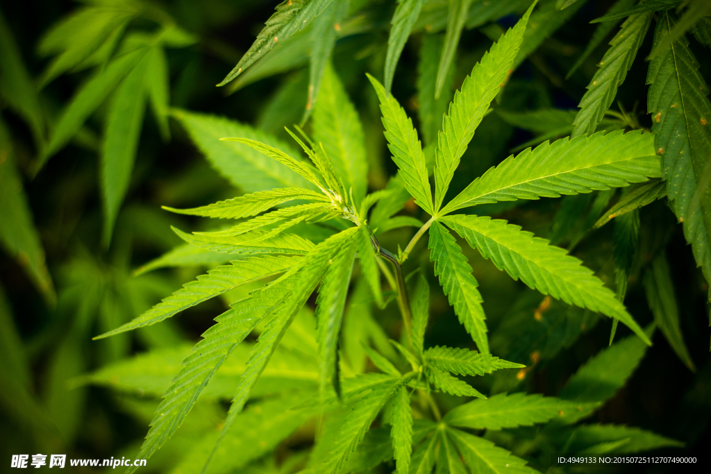 野生大麻