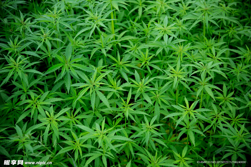 野生大麻