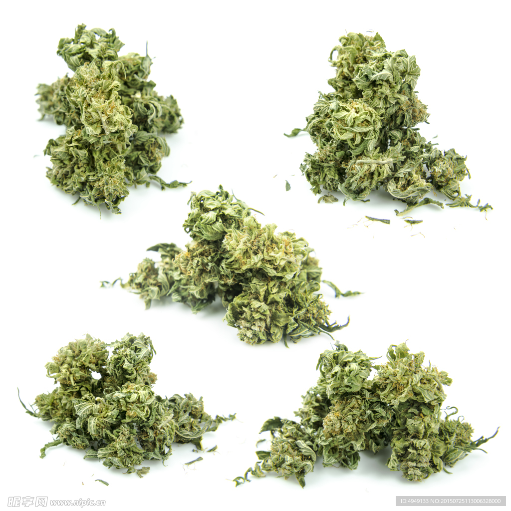 野生大麻