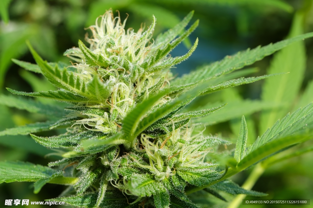 野生大麻