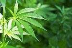 野生大麻