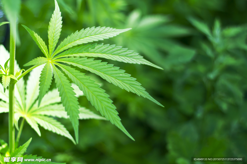 野生大麻