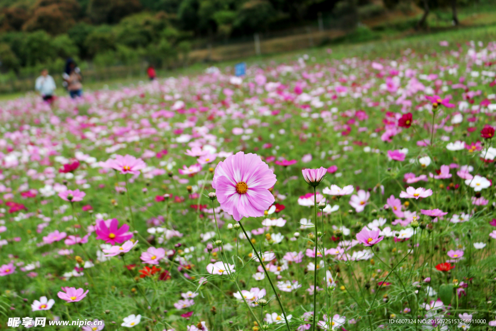 波斯菊