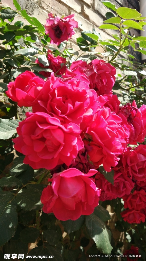 玫瑰花