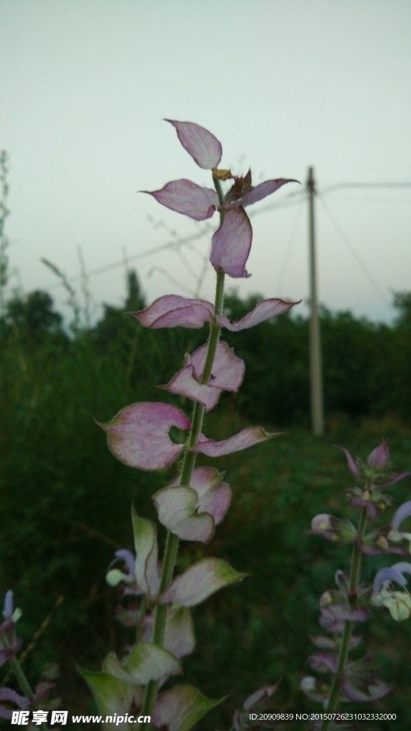 一束野花