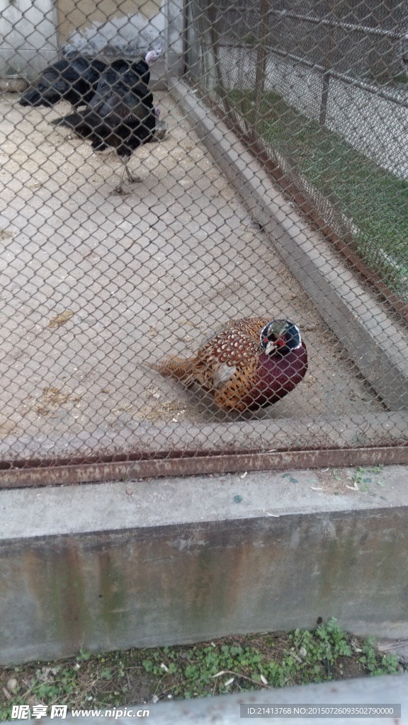 鸟