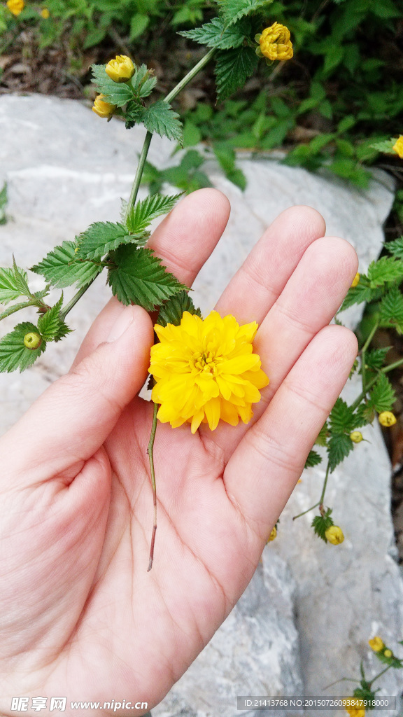 黄色的小花