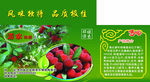 杨梅包装箱
