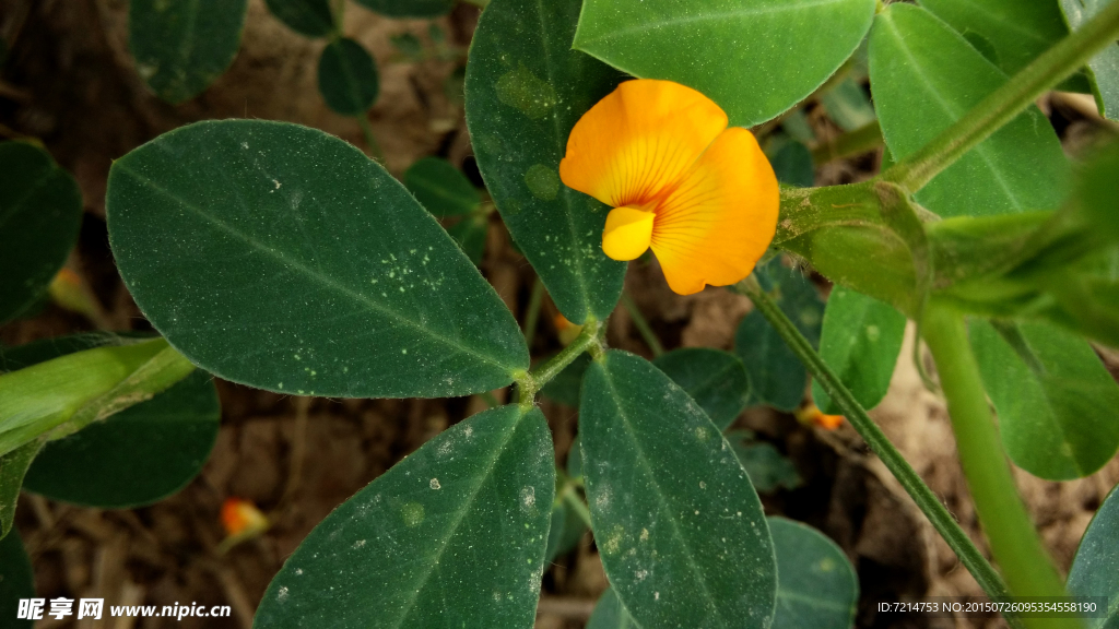 花生花