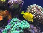 珊瑚 和 黄色的鱼