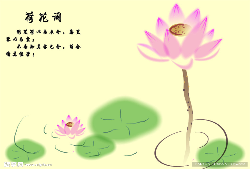 荷花