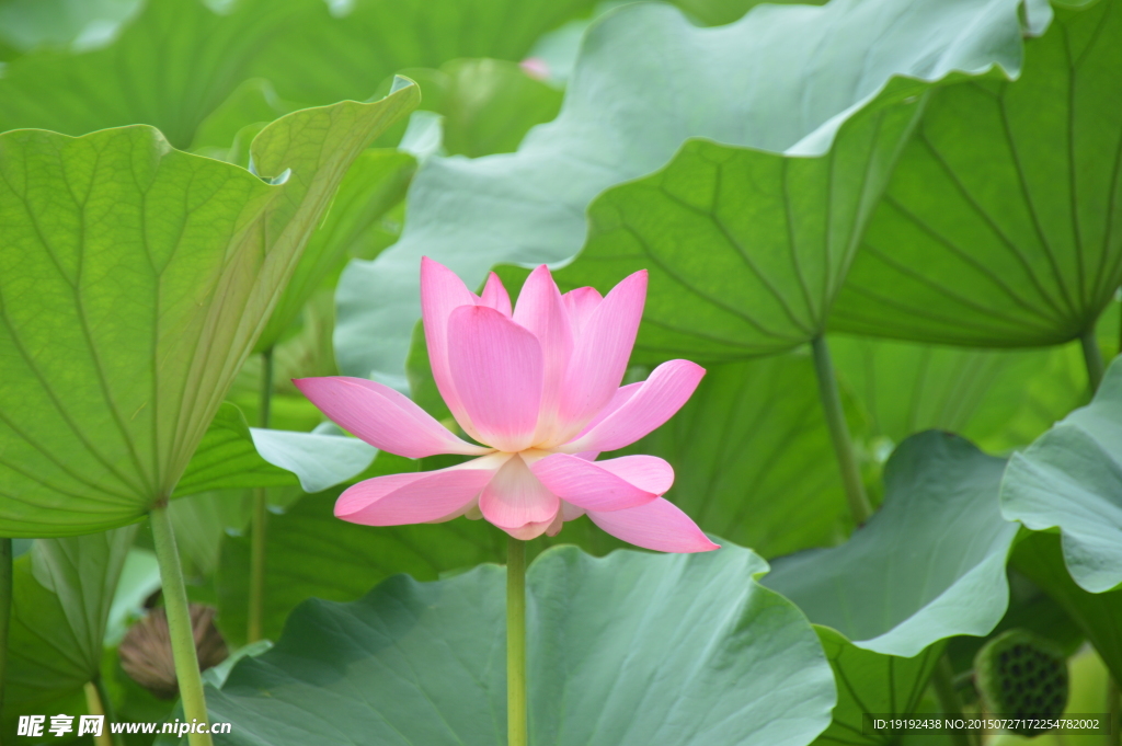 荷花
