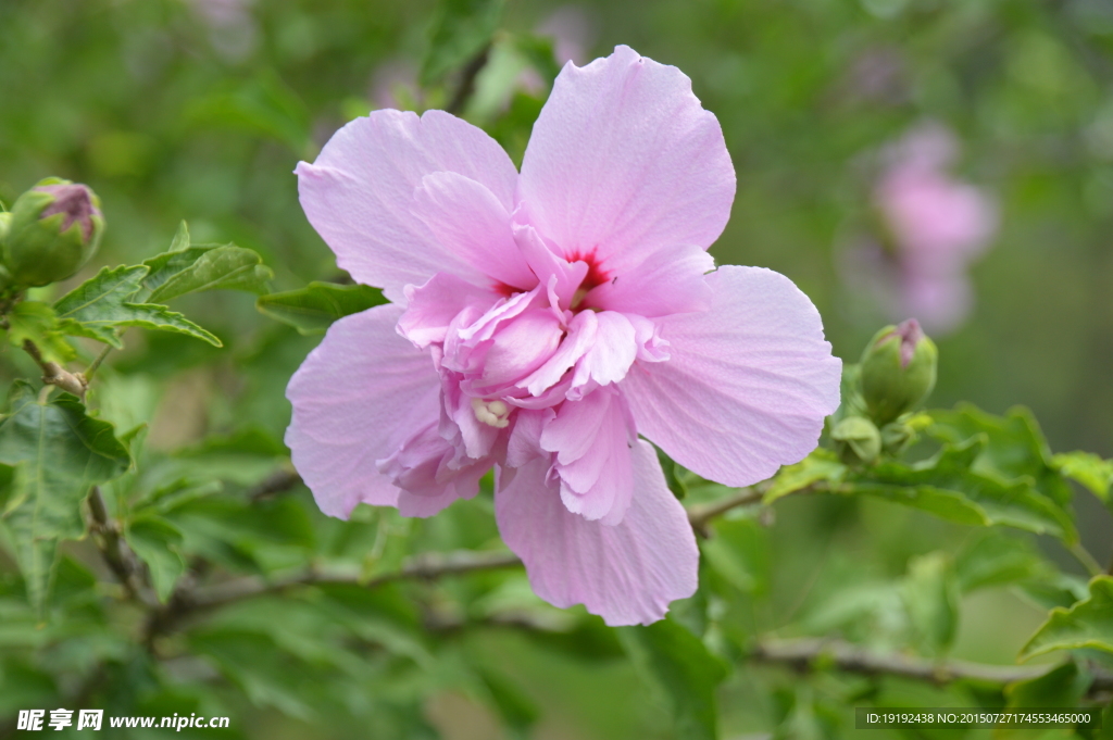 木槿花