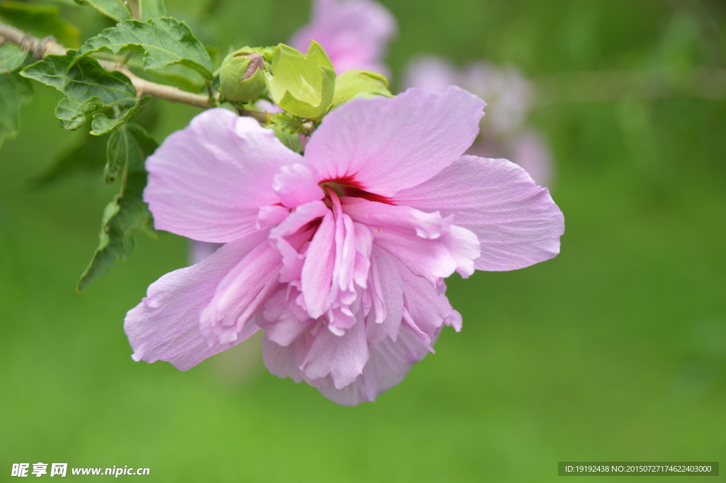 木槿花