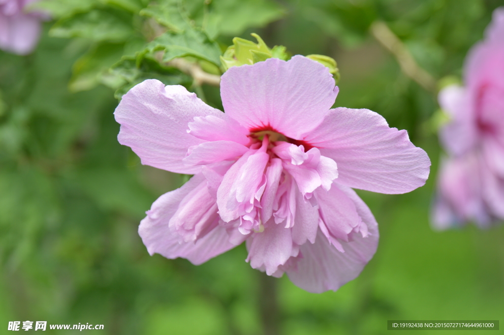 木槿花