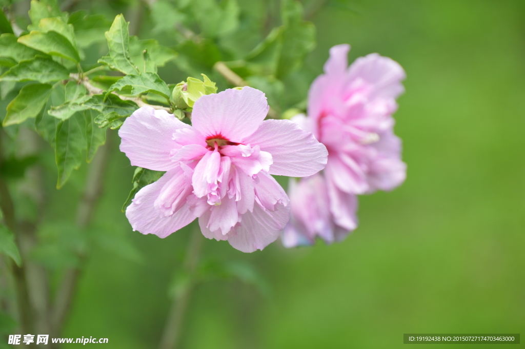 木槿花