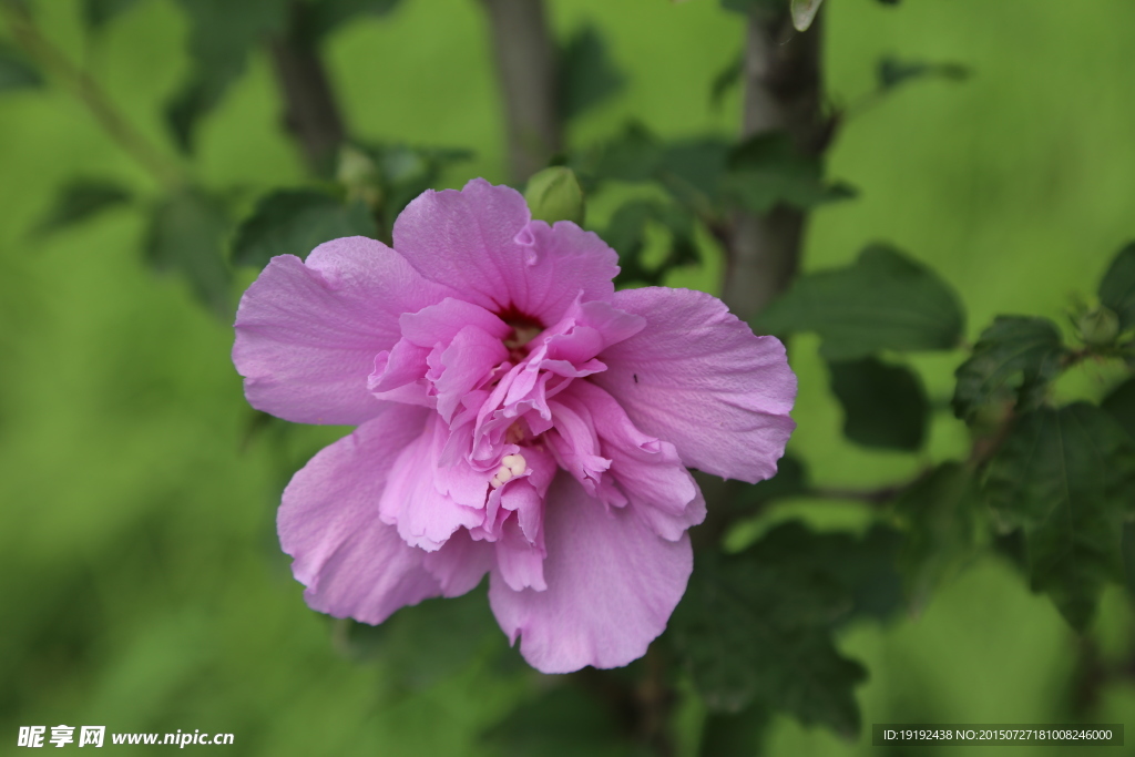 木槿花