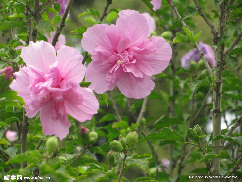 木槿花
