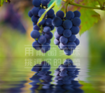 葡萄 美誉葡萄 蓝紫色葡萄