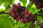 葡萄 温克葡萄 紫红色葡萄