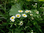 野菊花