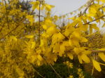 迎春花
