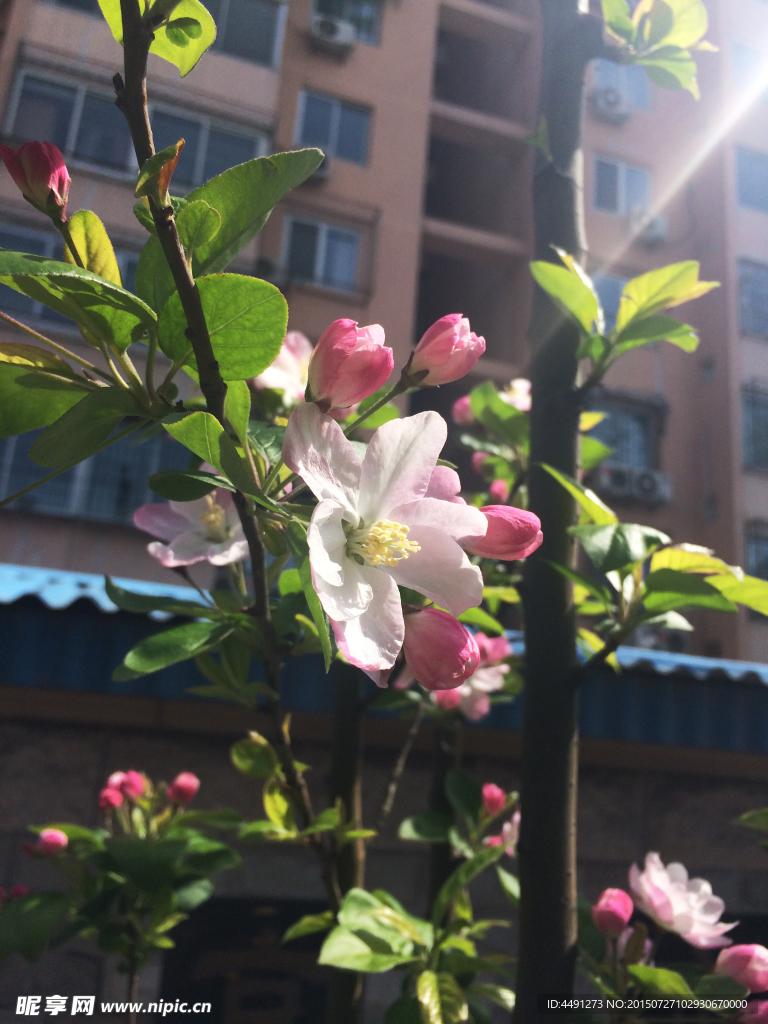 海棠