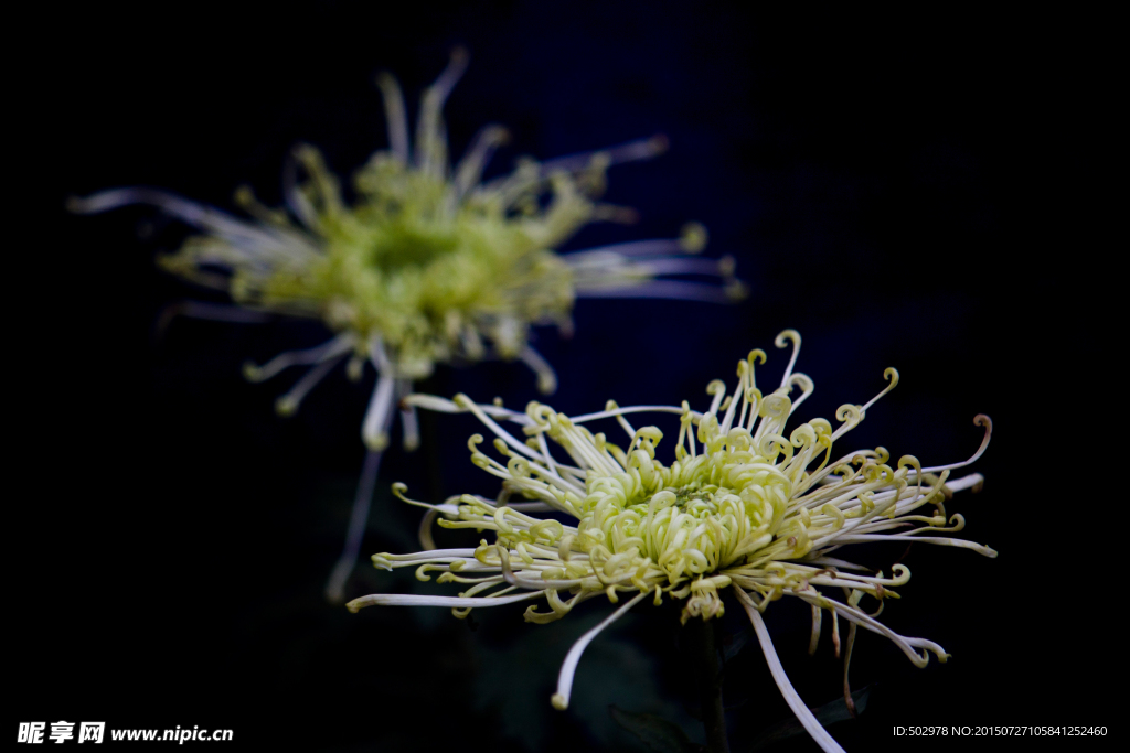 菊花 花卉 黄色菊花 粉色菊花