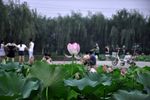 荷