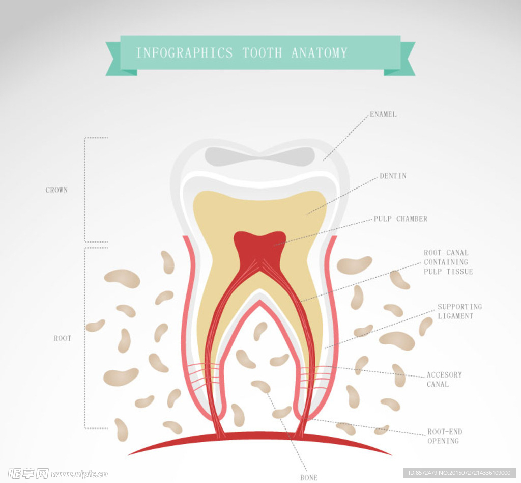 卡通牙齿形态解剖图