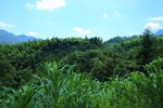 玉米地