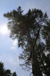 松树