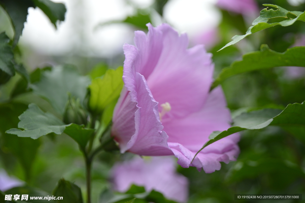 木槿花