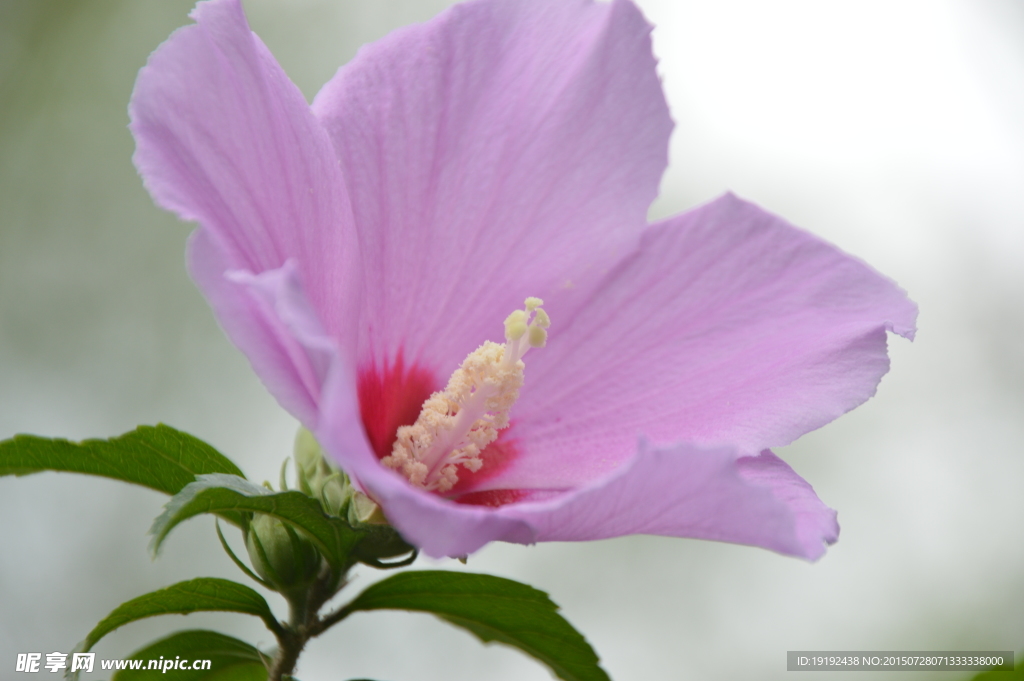 木槿花
