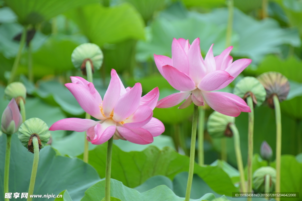 荷花