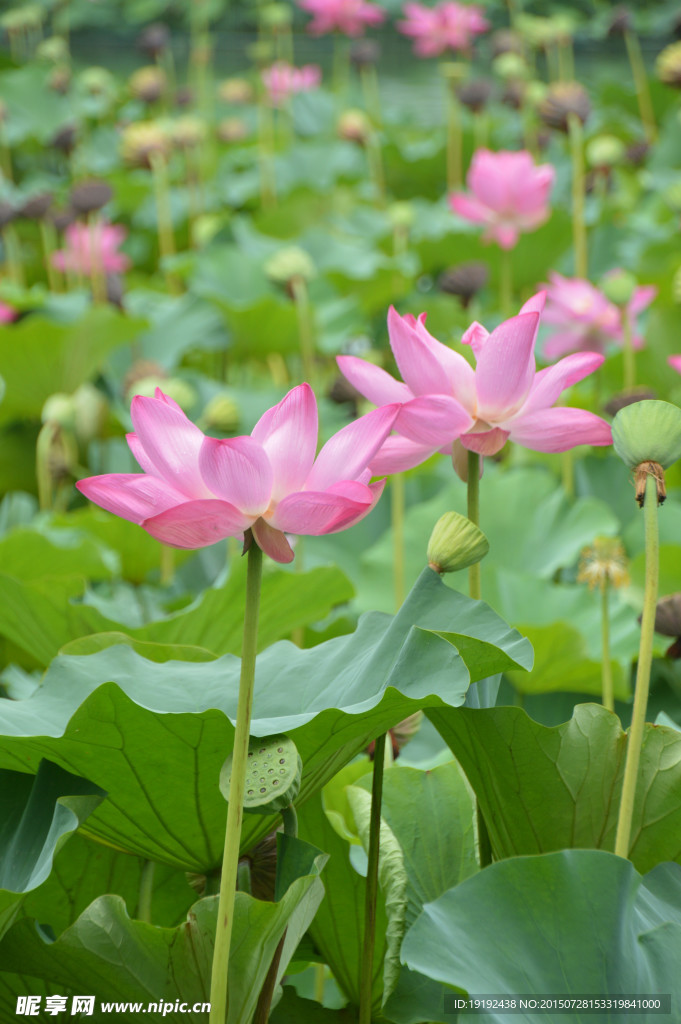 荷花 荷叶 莲蓬