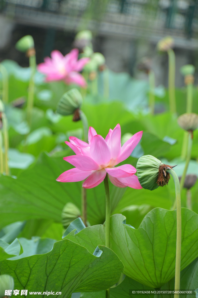 荷花