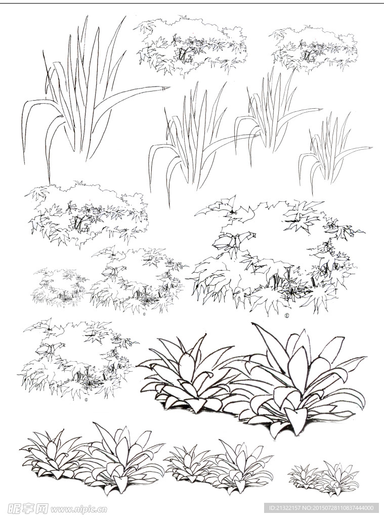 园林手绘植物线稿
