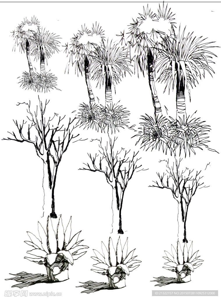 园林手绘植物线稿
