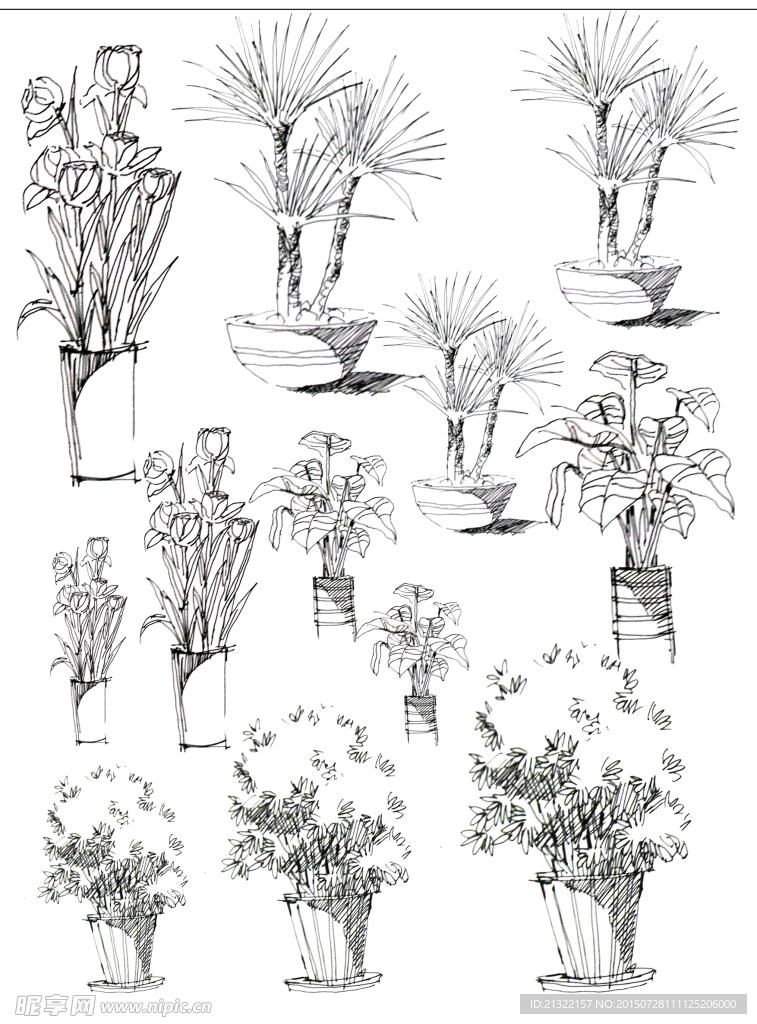 植物手绘