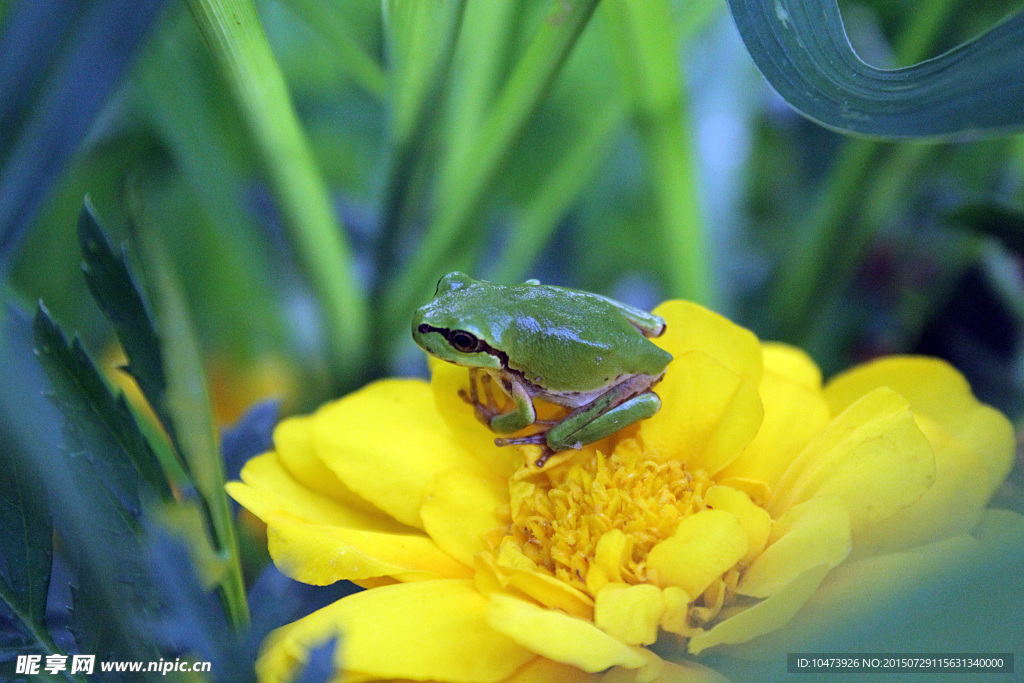 青蛙花朵摄影图片