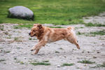 金毛巡回犬