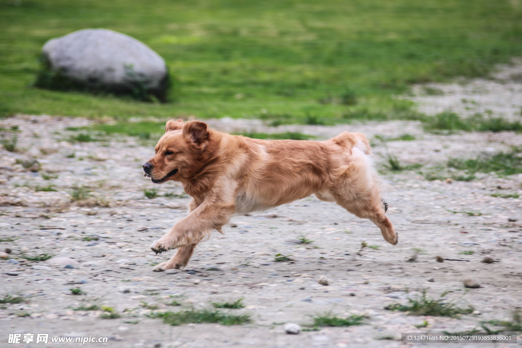 金毛巡回犬