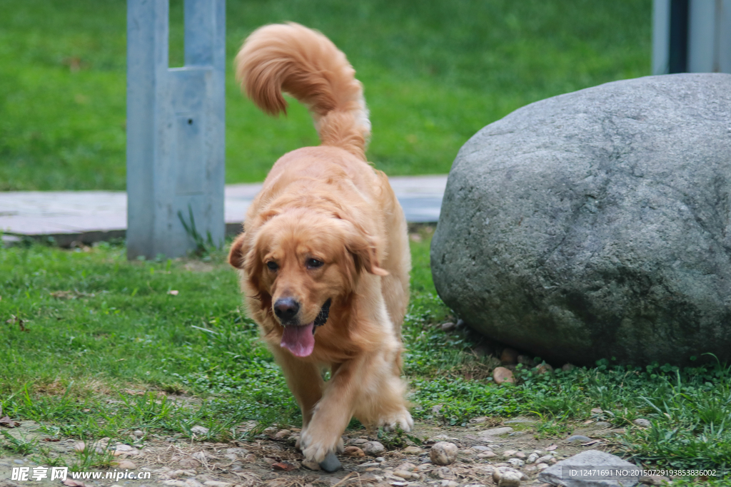 金毛犬