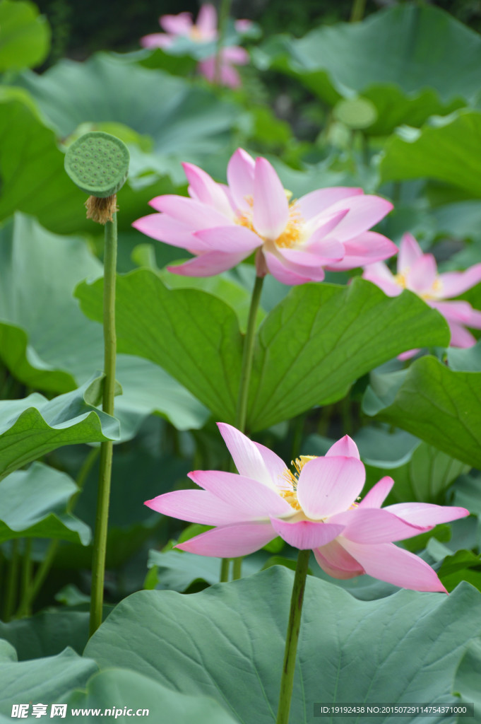 荷花