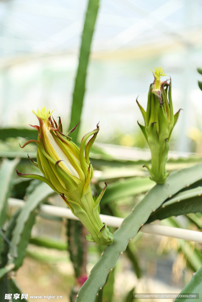 火龙果花