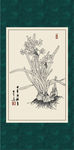 白描水仙