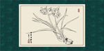 白描水仙