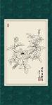 白描月季